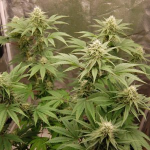 Girl Scout Cookies Full Flower, Coco Grow