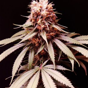 Afghan Hash Plant Fem. #1 by Canuk Seeds-Day 58 of Flowering-6/18/24
