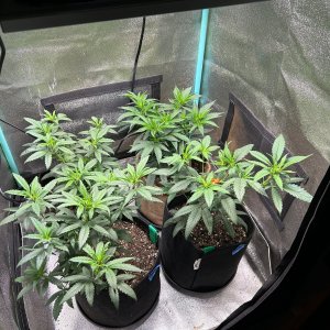 P2 clones 6-18-24 D37 tent.JPG