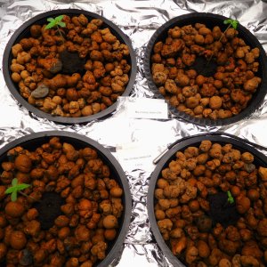 MAC Seed plus 7 days (5).JPG