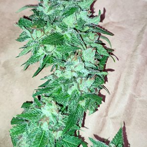 humboldt_dream_bud1.jpg