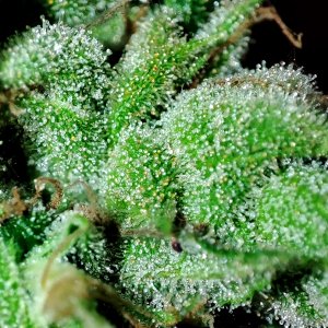 humboldt_dream_trichomes1.jpg