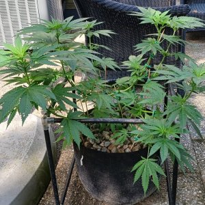 Gorilla Glue 20 June 2024.jpg