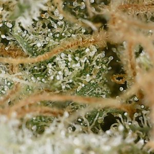 BC 6-22-24 trichs.jpg