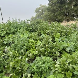 Veggies and weed