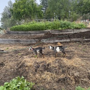 Goats and veggies