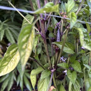 Purple peppers