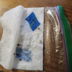 Germinated Auto seeds in paper towel.jpg