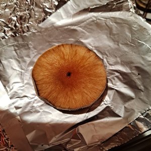 A+ spore print 1.jpg