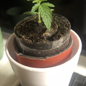 3 week old cup damaged tap root plant.JPG