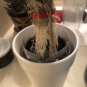 roots 1 week later.jpg