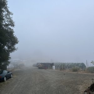 Foggy morning