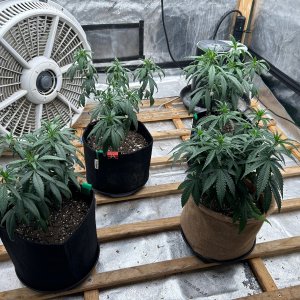 P2 clones 6-25-24 D44 tent.JPG