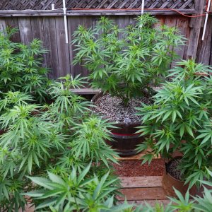 2024 Outdoor Grow Project-6/25/24