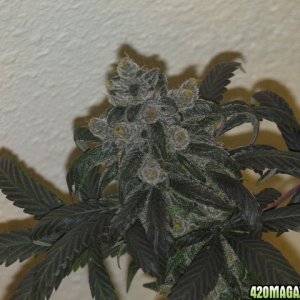 FLO Cola Close up week 8