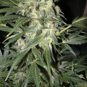 himalaya blue diesel