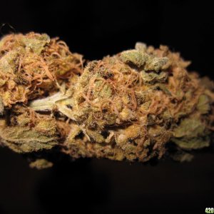 Unknown Sativa 2