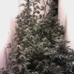 Client stealth closet grow wk 4