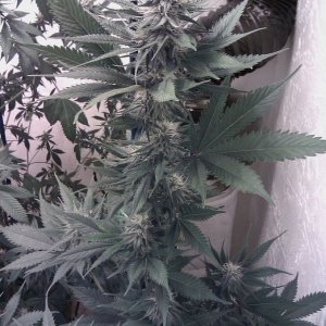 Clients stealth closet grow Jah Kush wk 4