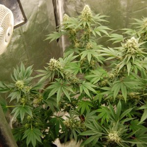 girl-scout-cookies-purple-ghost-candy-clone.JPG