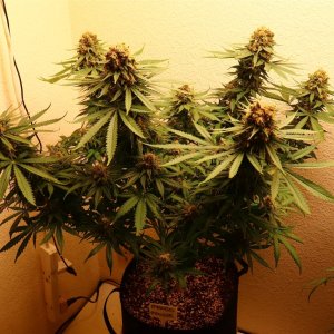 Mango Mousse by Herbies Seeds-Day 68 of Flowering-6/28/24