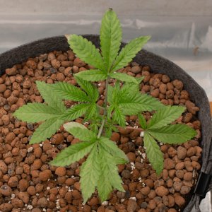 Update Grow Show Girls.jpg