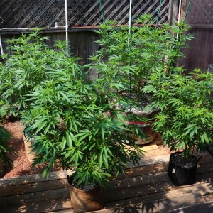 2024 Outdoor Grow Project-6/29/24