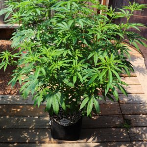 2024 Outdoor Grow Project-6/29/24