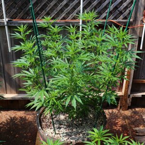 2024 Outdoor Grow Project-6/29/24