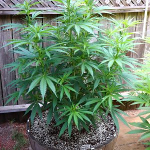 2024 Outdoor Grow Project-6/29/24