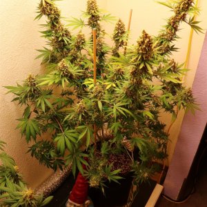 Afghan Hash Plant Fem. #2 by Canuk Seeds-Day 70 of Flowering-6/30/24