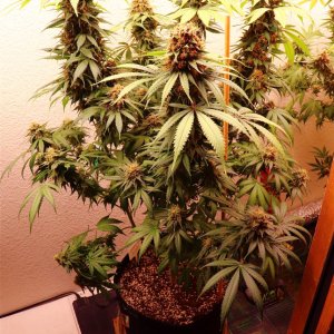 Afghan Hash Plant Fem. #1 by Canuk Seeds-Day 70 of Flowering-6/30/24