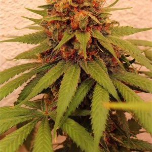 Afghan Hash Plant Fem. #1 by Canuk Seeds-Day 70 of Flowering-6/30/24