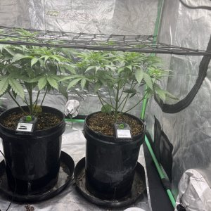 Seedsman - Purple Ghost Candy - 2 Ghouls