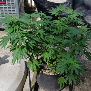 Gorilla Glue 04 July 2024.jpg