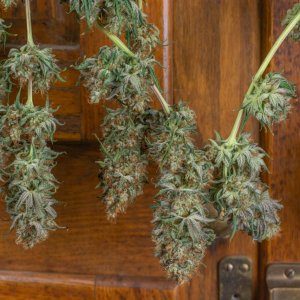 Royal Queen Seeds Dynamite Diesel.jpg