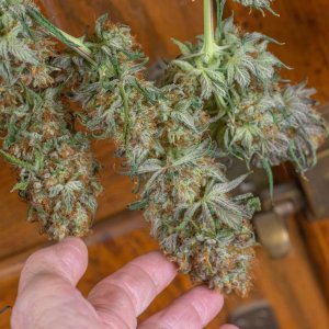 Royal Queen Seeds Dynamite Diesel.jpg