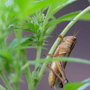 Gelato 44 Outdoor Clone Royal Queen Seeds.jpg