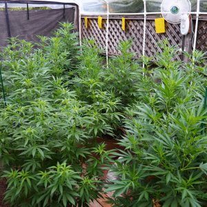 2024 Outdoor Grow Project-7/7/24