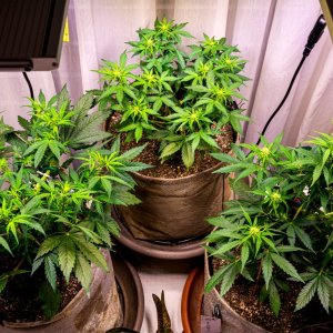 Tabletop Grow Jul 24