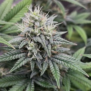 GB 7-8-24 F46 bud.JPG