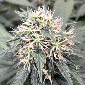 FKC2 7-8-24 F46 bud.JPG