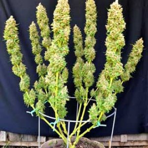 trimmed-main-lined-marijuana-plant-nugbuckets-sm.jpg