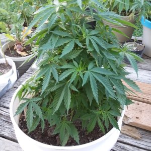 Grow Journal - RPGJCN-2024-0-35.jpg