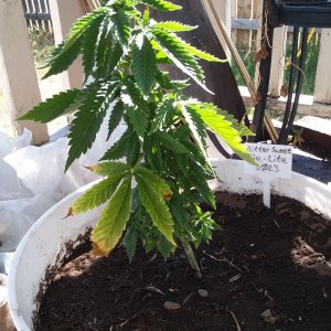 Grow Journal - RPGJCN-2024-0-36.jpg