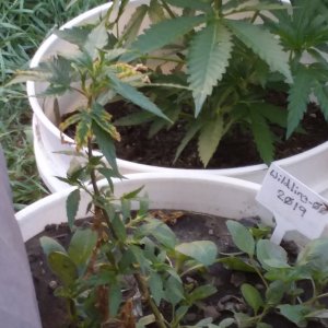 Grow Journal - RPGJCN-2024-0-37.jpg