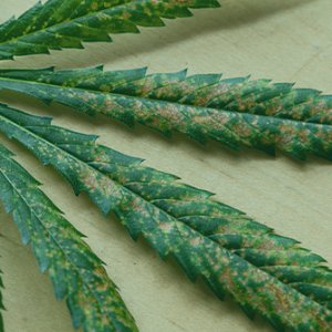 Signs-of-thrips-on-cannabis-plants.jpg