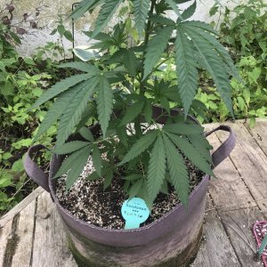 Purple Ghost Candy-Day 53-a.JPG