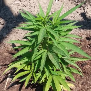 Grow Journal - RPGJCN-2024-0-42.jpg