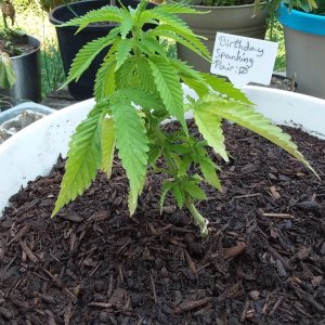 Grow Journal - RPGJCN-2024-0-43.jpg